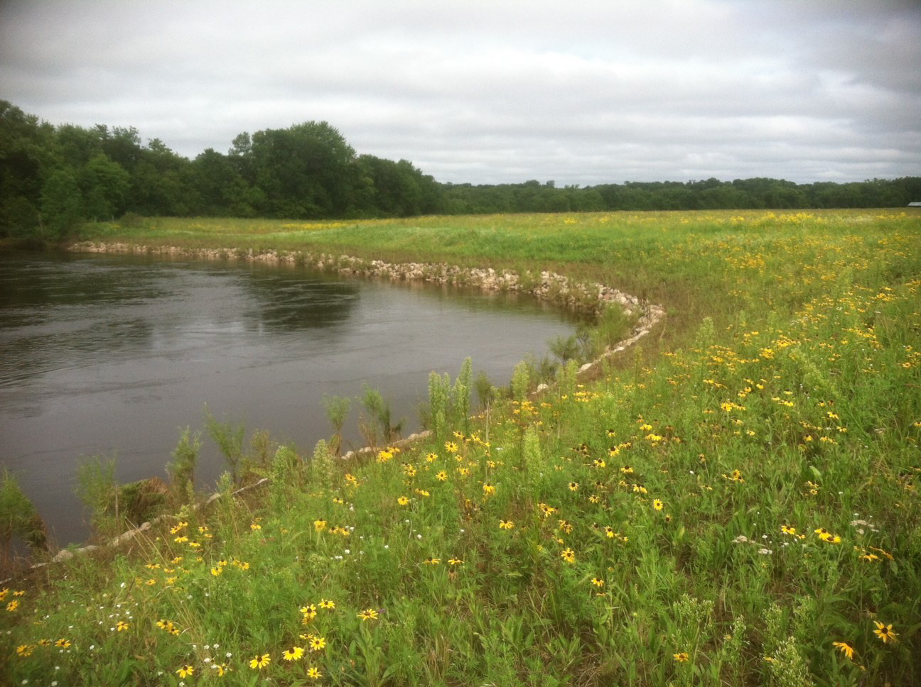 Flowering prairie plants grow along the shore of Cedar Creek.